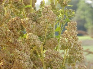 Quinoa-Chenopodium_quinoa1