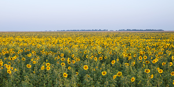 sunflower_field