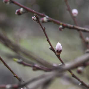 Glimpses of Spring