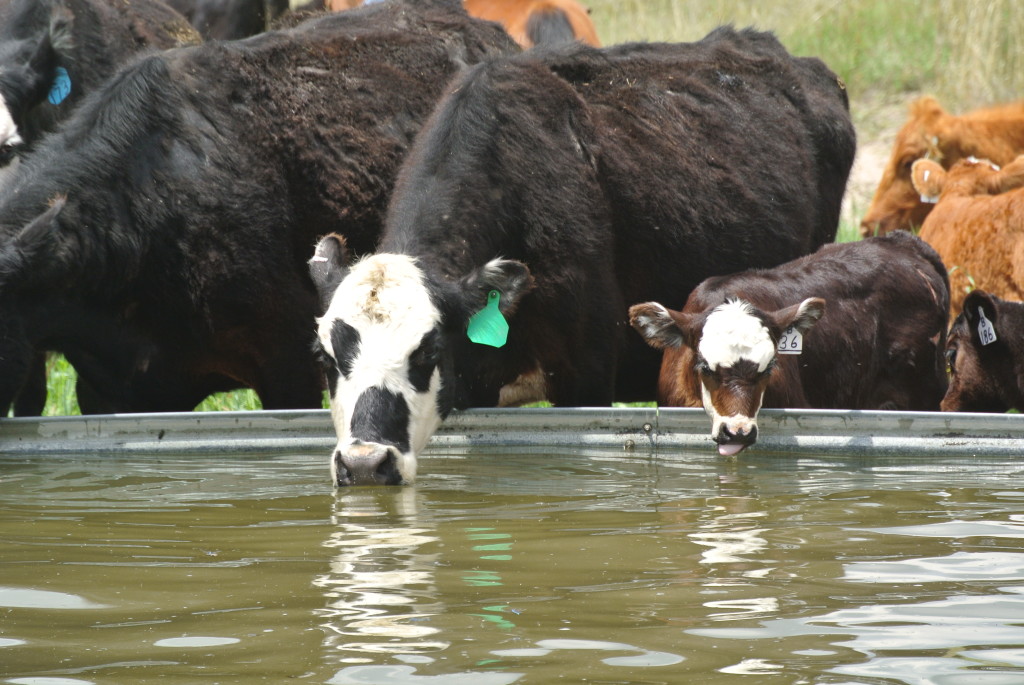 cattle at water