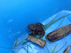Spiders, Toads, and that Time I had it All Wrong   www.herviewfromhome.com