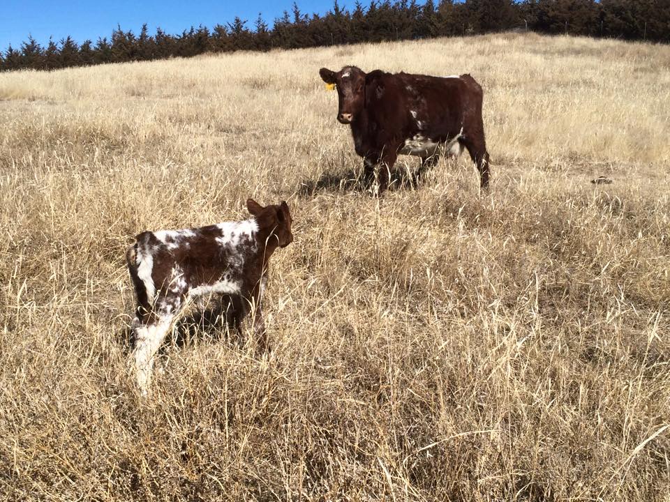 Coffee, Calving, and Jesus   www.herviewfromhome.com