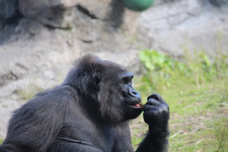 Gorilla Drags 4-Year-Old At Zoo - What Would You Do? www.herviewfromhome.com