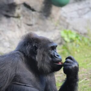 Gorilla Drags 4-Year-Old At Zoo:  What Would You Do?