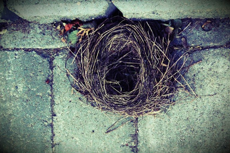 How to Survive Empty Nest: The Ultimate Oxymoron www.herviewfromhome.com