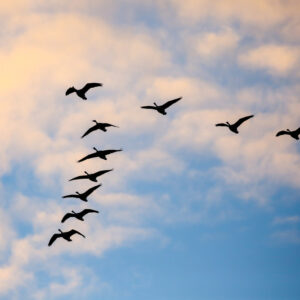 When My Spirit Was Weary, God Sent Me Geese