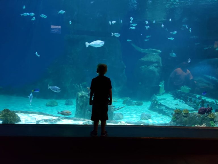 Silhouette of a child standing in front of a large aquariam