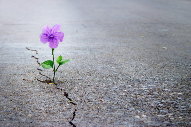 Flower growing out of cracked concrete