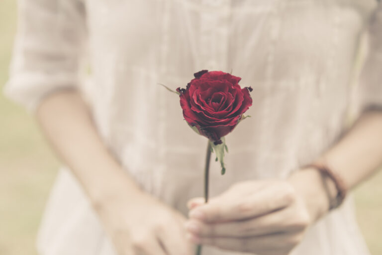 woman hands holding rose