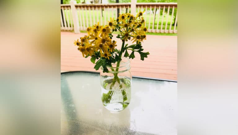 Mason jar with yellow wildflowers, color photo