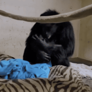 Viral Video of a Chimpanzee and Her Baby Shows Us the Power of a Mother’s Love