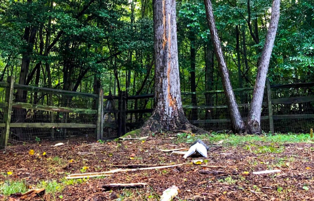 Broken birdhouse lying beneath tree, color photo