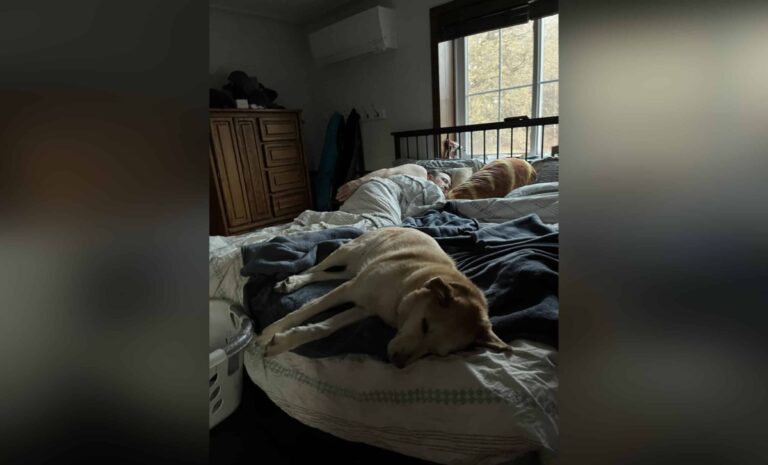 Man and dog lying in bed, color photo
