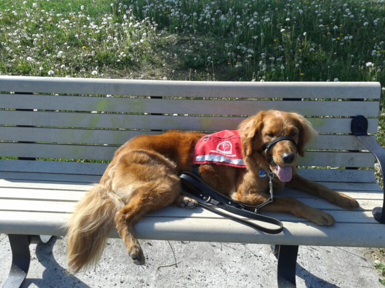 Service dog on park bench, color photo