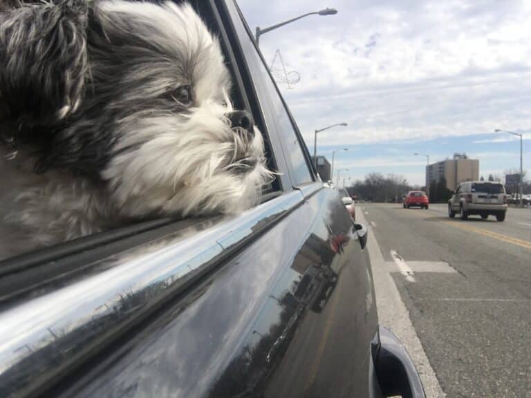 Small dog with head hanging out car window, color photo