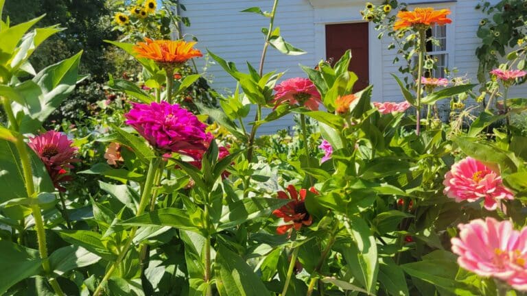 Flowers in bloom in front of house