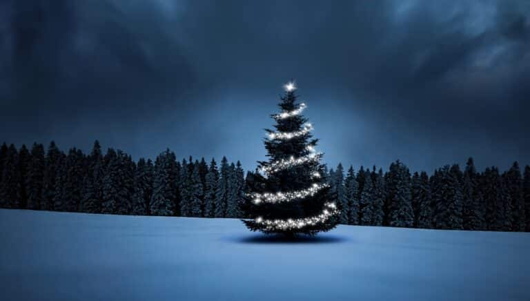 Lonely christmas tree