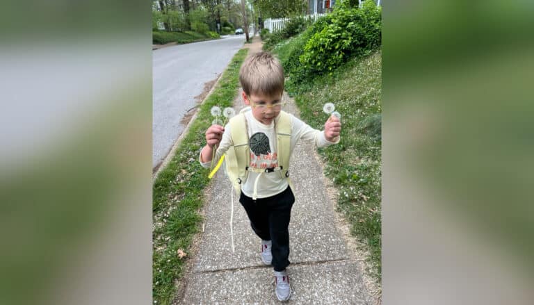 Little boy holding dandelion puff flowers