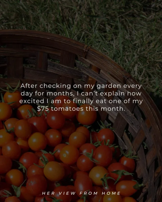 It is time🍅